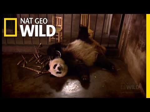 Panda Nursery | Miracle Babies