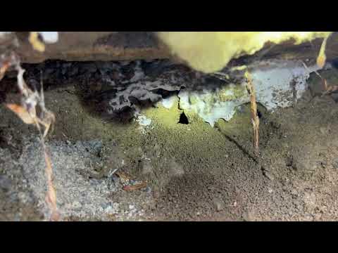 Cicada Killer Wasps Burrow Into the Wall in...