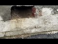 Cicada Killer Wasps Burrow Into the Wall in Manalapan, NJ