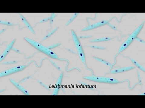 Leishmaniose corps