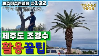 [제주도 이주 컨설팅 #132] 제주도 조경수의 특징과 활용