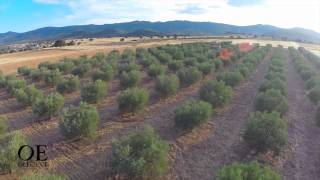 OE Oleoext GEOfood certified olive oil from Villuercas UNESCO Global Geopark