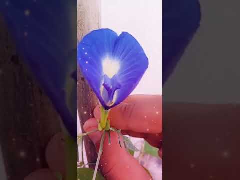 ❤️❤️new song Param sundari and new full flower name is aparajita best flower🌷🌹🌻