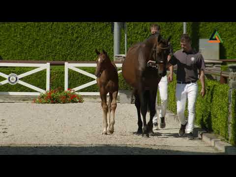 Lady Dragonfly (Falaise de Muze x Cassini II), filly, born 18-5-2021