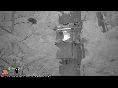 Second Barred Owl Chick "Kindness" Fledges! — May 16, 2020