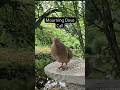 Mourning Dove Call and Cooing Sound #shorts #calming #birdcall #birds #backyardwildlife #viral