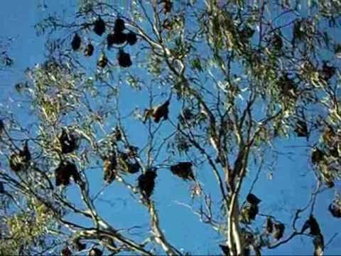 Grey-headed Flying Foxes