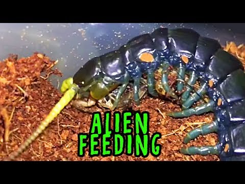 download lagu mp3 mp4 Blue Legged Centipede, download lagu Blue Legged Centipede gratis, unduh video klip Blue Legged Centipede