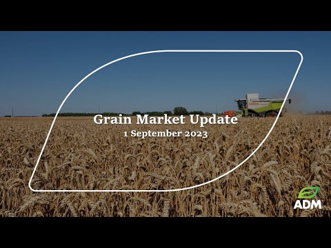 Atualização do mercado de grãos, 1º de setembro de 2023