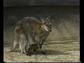 Fjernsyn For Dig Om Dyreunger I Zoo Fra 1987