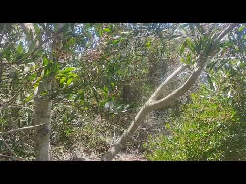 Oceanía del Polonio 14_12_25_2