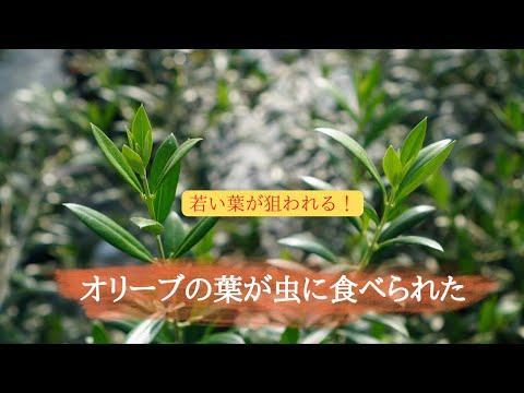 オリーブの木の木灰: それは本当に効果的な天然肥料ですか?  庭園