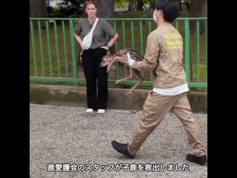 人混みの子鹿を立入禁止エリアに移動 #deerpark #奈良公園