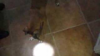 boxer chases flashlight