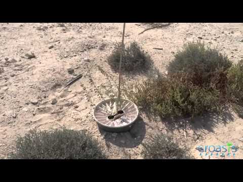 Successful planting Dubai desert with the Groasis Waterboxx