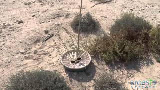 Successful planting Dubai desert with the Groasis 