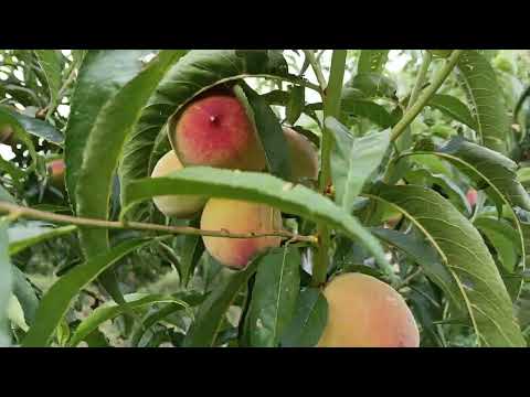 Peach very crispy and fresh - For fruit lovers #peach 🍑peach fruit tree in india 🌿🌿#fruit  #peachs