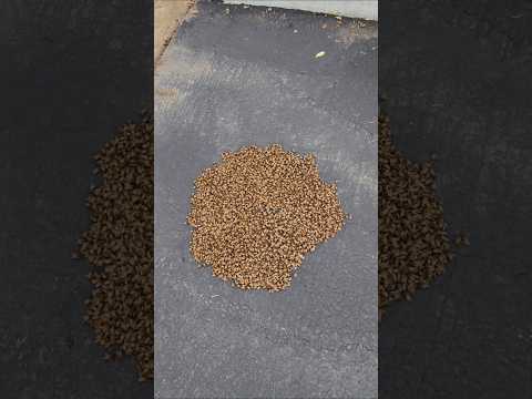 We found a sleepy swarm on the ground 🐝