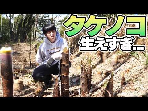 自宅にタケノコが生えすぎてヤバイ【豊作】
