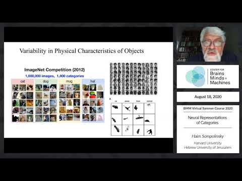 Neural Representations of Categories