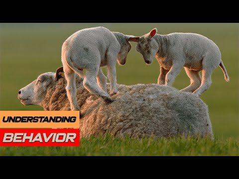Understanding Sheep Behavior: Key Insights