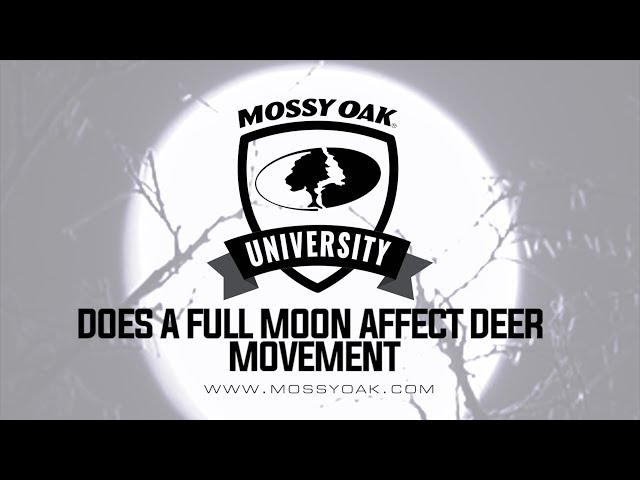 Deer Movement Moon Chart