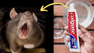 How to get rid of mice naturally in walls, kitchen cabinets, garage and ceiling without access