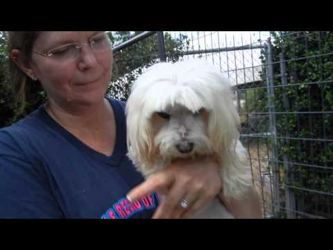 Coconut, an adopted Maltese in Houston, TX_image-1