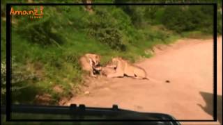 preview picture of video 'Lion kill by Trainee Game Ranger Elliott at Shamwari Game Reserve'