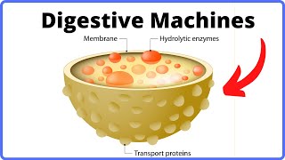 Lysosomes Function - Digestive Machines of Cells