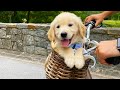 Funniest Golden Puppies In The World Funny Dog Videos 2025