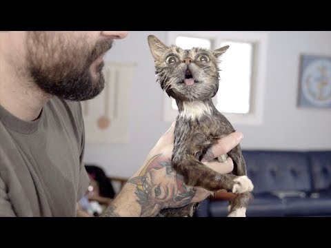 Lil BUB's Bathing Rituals