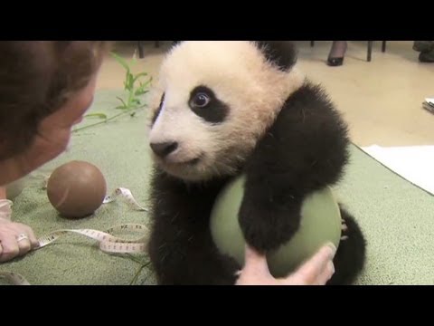 Панда, която обожава топка