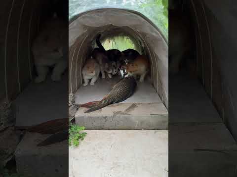 Kittens catch fish 🐱 🐟🤣#cat #cats #funnyvideos #funnyanimals #funnycats #usa