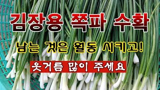 [텃밭농부 2,107]  김장용 쪽파 수확. 웃거름 자주 주시고 남은 것은 월동시킵니다! #쪽파재배