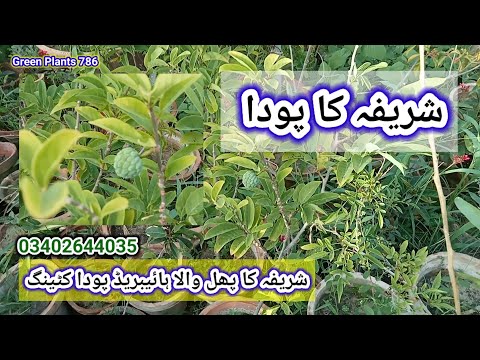 Sharifa ka plant | Shareefa plant | sharifa fruit | green plants 786