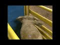 Bodacious Retired 1995 NFR Round 10