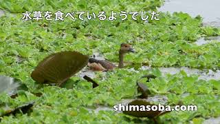 リュウキュウガモ長逗留(動画あり)