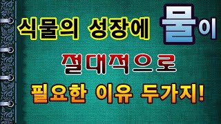 [텃밭농부.876]  식물이 성장을 하는데 물이 절대적으로 필요한 이유