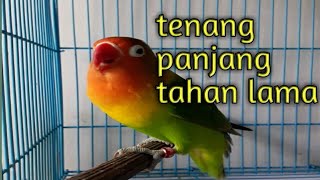 Download lagu teknik memainkan tempo.. masteran lovebird ngekek panjang mp3 Download lagu teknik memainkan tempo.. masteran lovebird ngekek panjang mp3