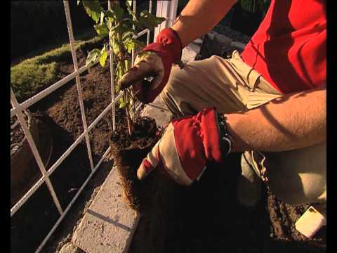 Plantagen Clematis Silfur