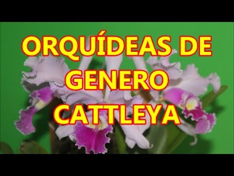 , title : 'Orquídeas del género cattleya.Orchids of the genus cattleya. Multilingual Subtitled.'