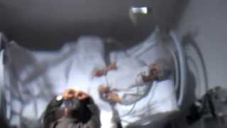 Leonard Cohen R.I.P. (The Song) by Richard McGraw