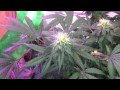 Medical Marijuana Grow - X5 LED grow light (5 ...