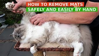 How to Remove Mats from Cat
