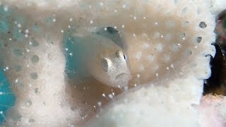 Blending In - Lacy Bryozoan and its Inhabitants