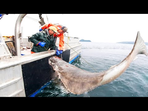 Unbelievable Strong Giant Halibut Fishing longline skills - Amazing Caught many Giant Fish At sea