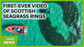 Вчені зафіксували «чарівні кола» у Шотландії майже через 100 років (відео)