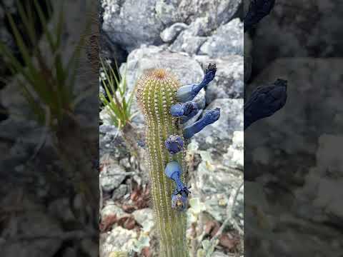CACTO: Flor Azul na parte externa e branca com creme na parte interna #natureza #vidanaroça #gouveia
