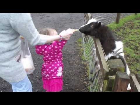 Caitlin O'Donnell Feeding The Goats